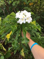 Plumeria pudica