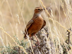 Chersomanes albofasciata