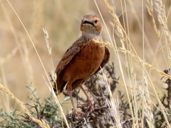 Chersomanes albofasciata