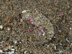 Actinostella flosculifera