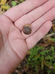 Polygyra cereolus