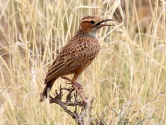 Chersomanes albofasciata
