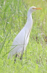Bubulcus ibis coromandus