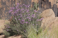 Cleome oxyphylla