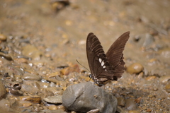 Papilio castor formosanus