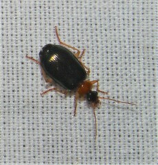 Lebia