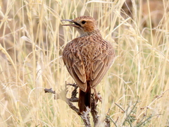 Chersomanes albofasciata