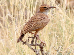 Chersomanes albofasciata