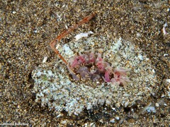 Actinostella flosculifera