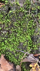 Fissidens bryoides