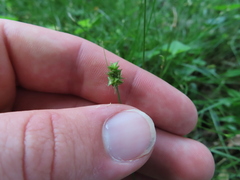 Carex cephalophora
