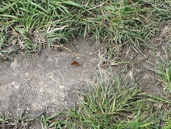 Nymphalidae