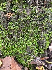 Fissidens bryoides