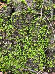Fissidens bryoides