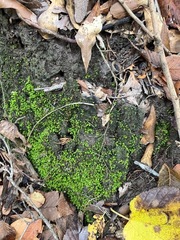 Fissidens bryoides