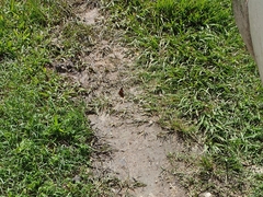 Nymphalidae