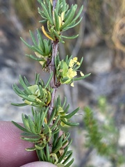 Cliffortia teretifolia