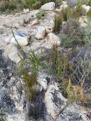 Cliffortia teretifolia