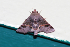 Targalla subocellata