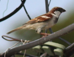 Passer domesticus indicus