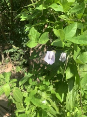 Centrosema pubescens