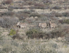 Equus zebra hartmannae