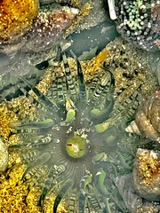 Aulactinia verrucosa