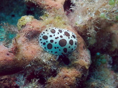 Peltodoris atromaculata