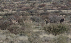 Equus zebra hartmannae