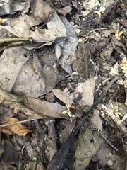 Incilius marmoreus