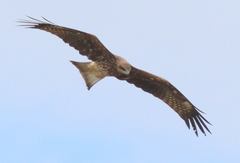 Milvus migrans lineatus