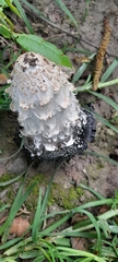 Coprinus