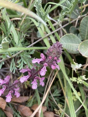 Stachys grandidentata