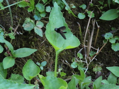 Chrysopilus velutinus