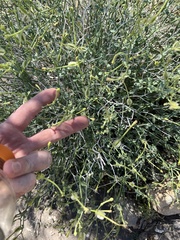 Acleisanthes parvifolia