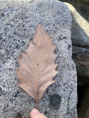 Quercus muehlenbergii