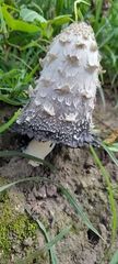 Coprinus