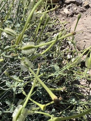 Acleisanthes parvifolia