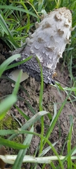 Coprinus