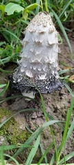 Coprinus