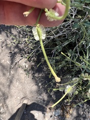 Acleisanthes parvifolia