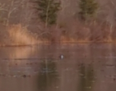 Lophodytes cucullatus