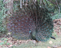 Pavo muticus