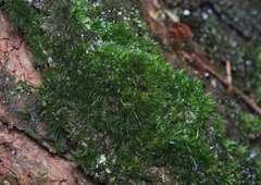 Campylopus flexuosus