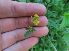 Rorippa sylvestris