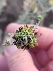 Rhopalomyia ericameriae