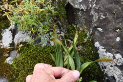 Lepisorus ussuriensis