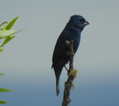 Cyanoloxia glaucocaerulea