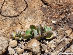 Crassula swaziensis