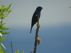 Cyanoloxia glaucocaerulea